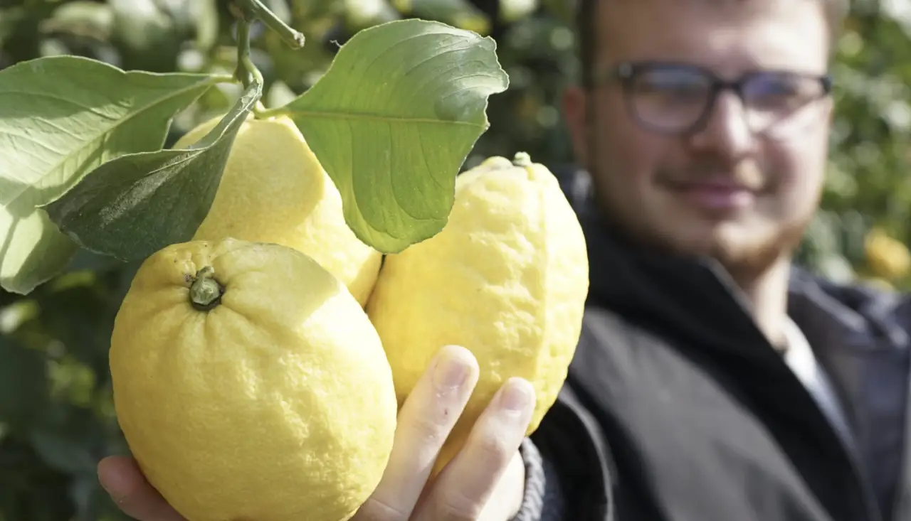 Sai davvero quando è il momento giusto per raccogliere i limoni? Ecco come capirlo Sai davvero quando è il momento giusto per raccogliere i limoni? Ecco come capirlo