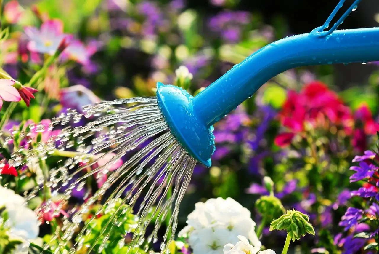 Hai mai provato a irrigare le piante con il tè verde? Scopri i benefici nascosti Hai mai provato a irrigare le piante con il tè verde? Scopri i benefici nascosti