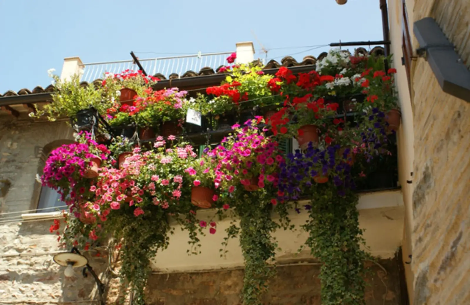 I fiori perenni da balcone che resistono anche alle alte temperature estive I fiori perenni da balcone che resistono anche alle alte temperature estive