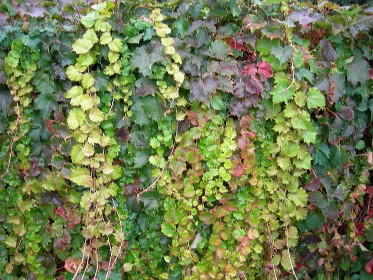 La specie rampicante che fiorisce senza supporti e colora pergolati e recinzioni La specie rampicante che fiorisce senza supporti e colora pergolati e recinzioni