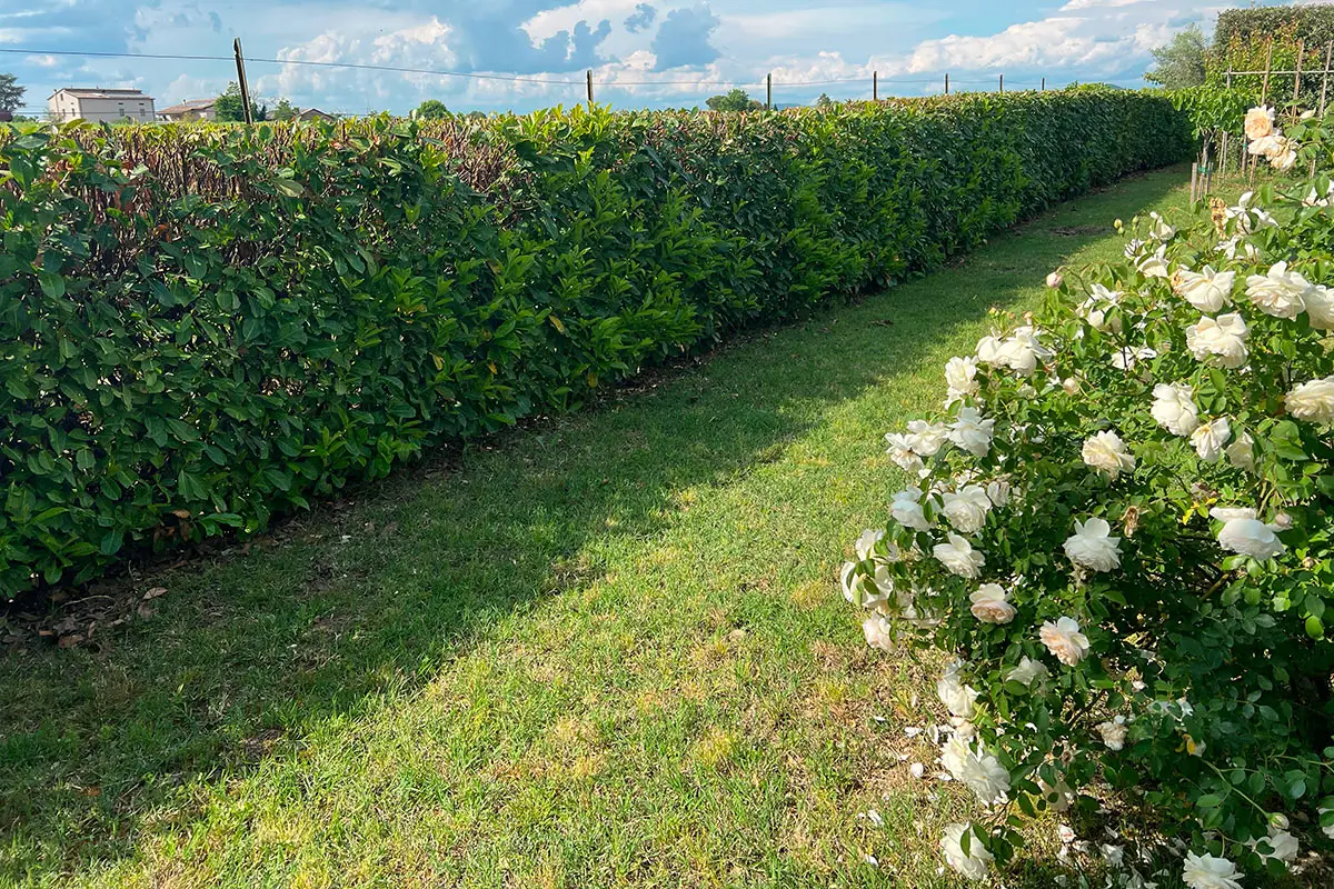 Bulbi autunnali a crescita rapida: soluzioni semplici per un giardino sempre verde Bulbi autunnali a crescita rapida: soluzioni semplici per un giardino sempre verde