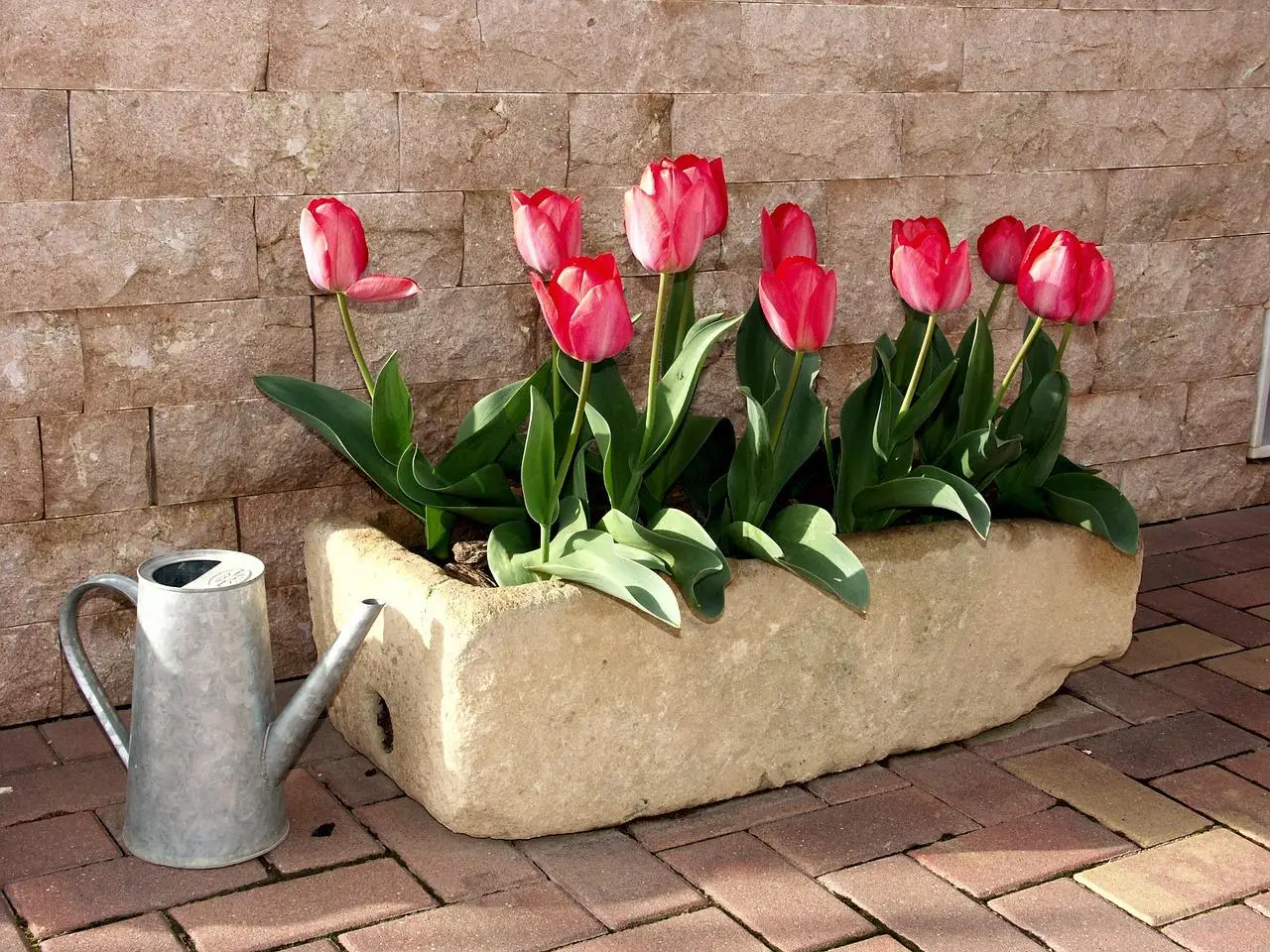I fiori ideali per chi ha poco tempo: spettacolari e resistenti anche ai temporali I fiori ideali per chi ha poco tempo: spettacolari e resistenti anche ai temporali