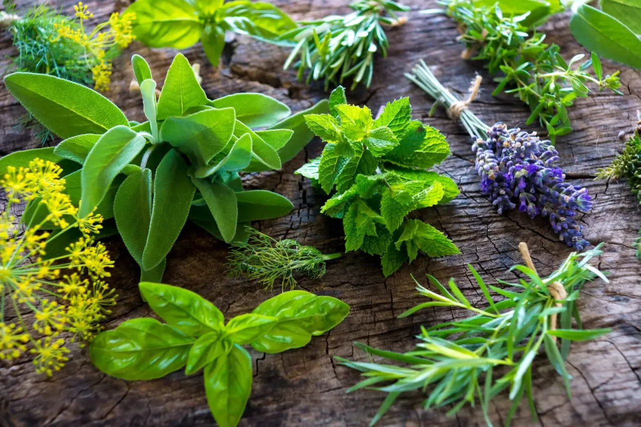Come utilizzare le foglie di tè usate per concimare le piante aromatiche sul balcone Come utilizzare le foglie di tè usate per concimare le piante aromatiche sul balcone