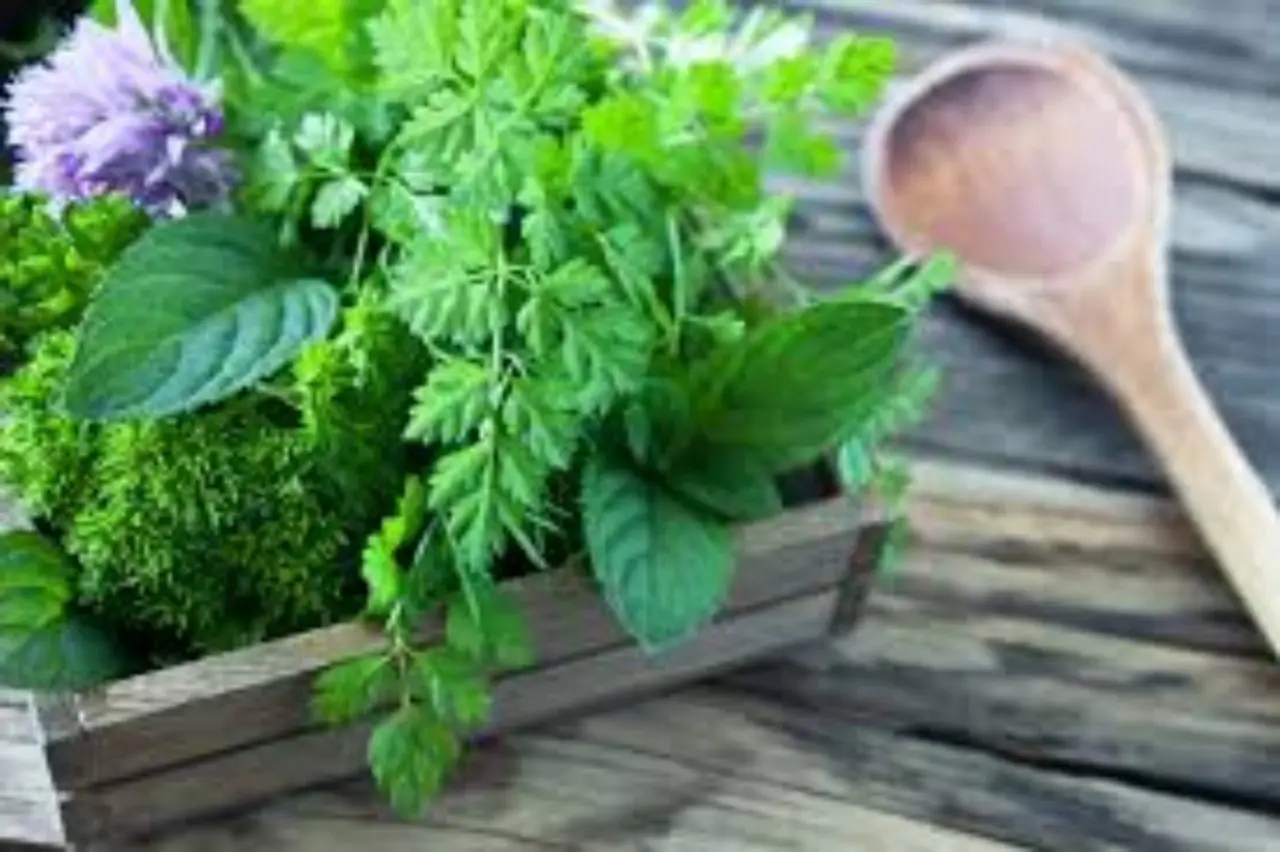 Come utilizzare le foglie di tè usate per concimare le piante aromatiche sul balcone Come utilizzare le foglie di tè usate per concimare le piante aromatiche sul balcone