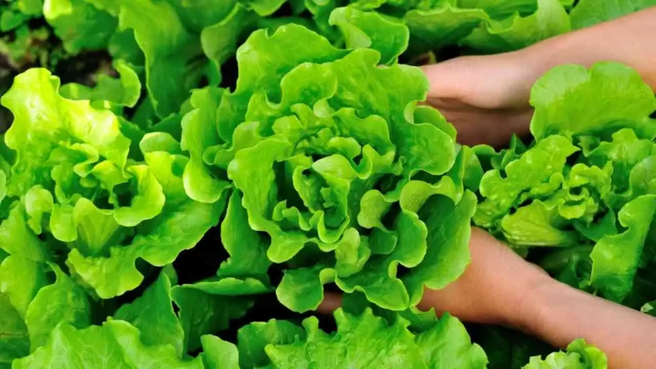 Verdure a foglia verde che riducono la glicemia: scegli cosa mettere nel piatto Verdure a foglia verde che riducono la glicemia: scegli cosa mettere nel piatto
