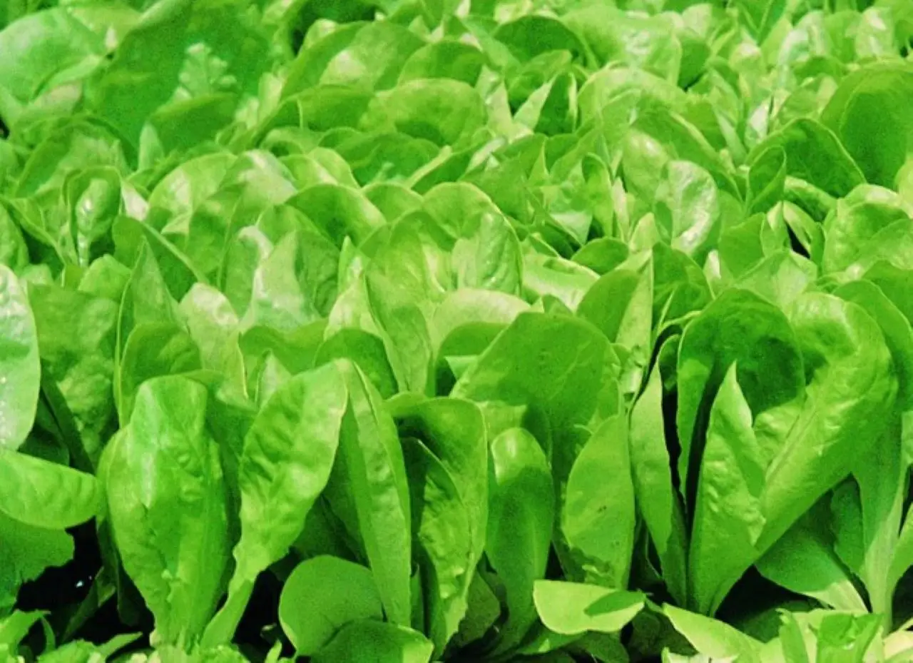 Verdure a foglia verde che riducono la glicemia: scegli cosa mettere nel piatto Verdure a foglia verde che riducono la glicemia: scegli cosa mettere nel piatto