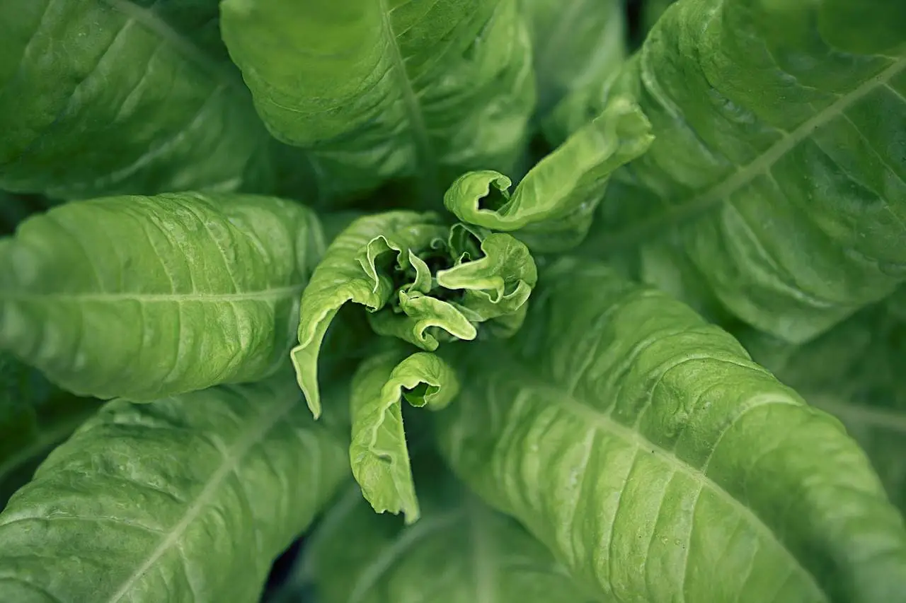 Verdure a foglia verde che riducono la glicemia: scegli cosa mettere nel piatto Verdure a foglia verde che riducono la glicemia: scegli cosa mettere nel piatto