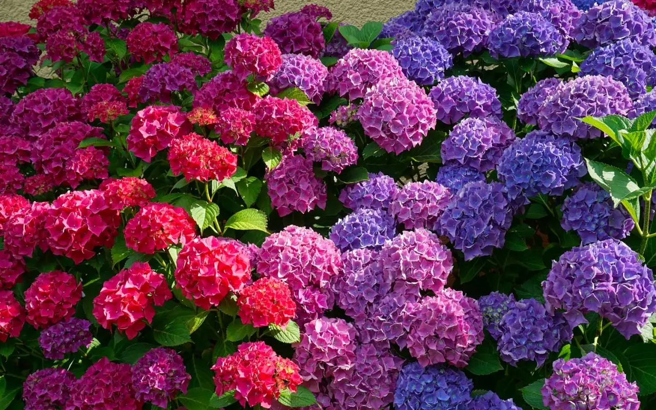 Consigli per ottenere ortensie rigogliose utilizzando avanzi naturali dalla cucina