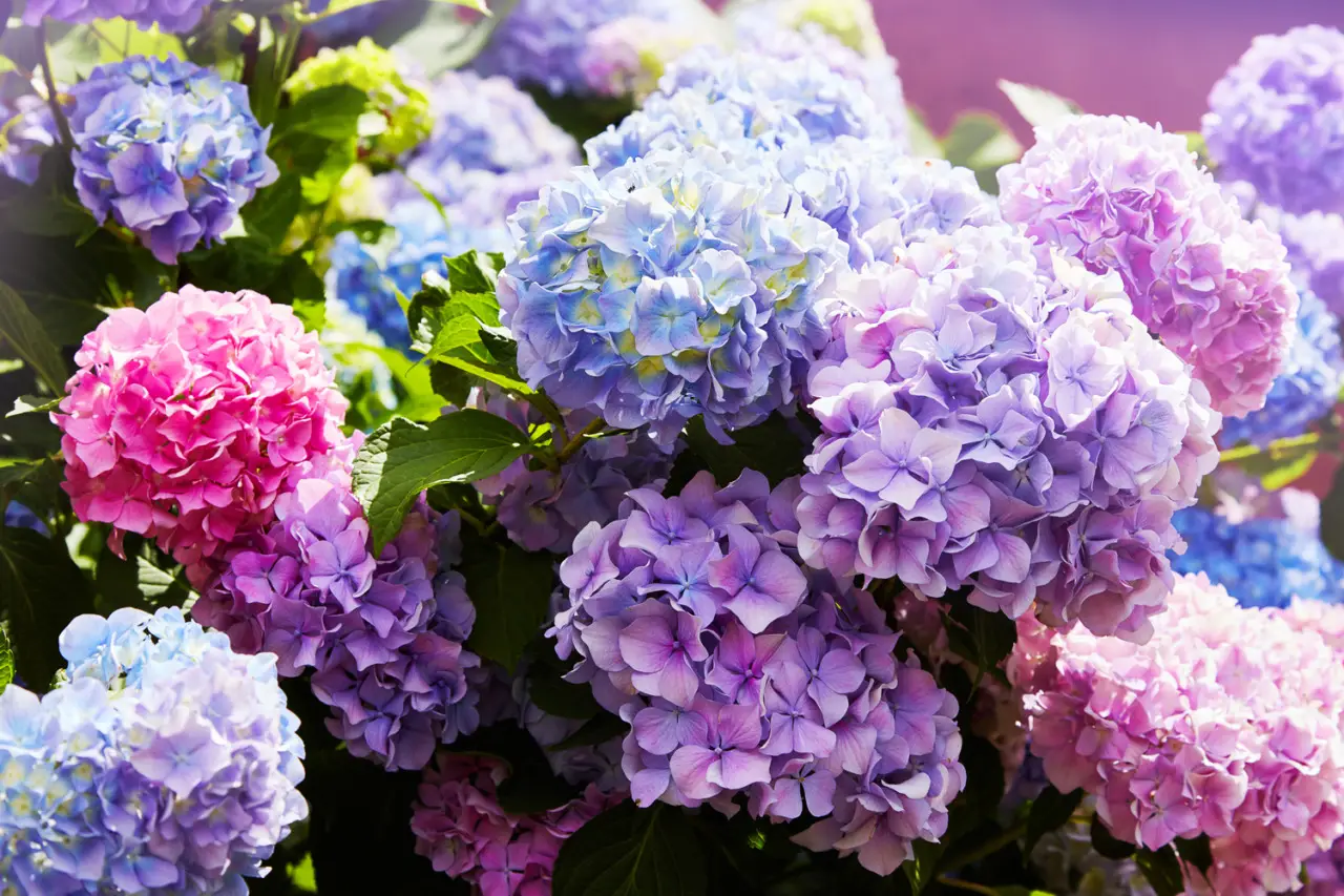 Consigli per ottenere ortensie rigogliose utilizzando avanzi naturali dalla cucina Consigli per ottenere ortensie rigogliose utilizzando avanzi naturali dalla cucina