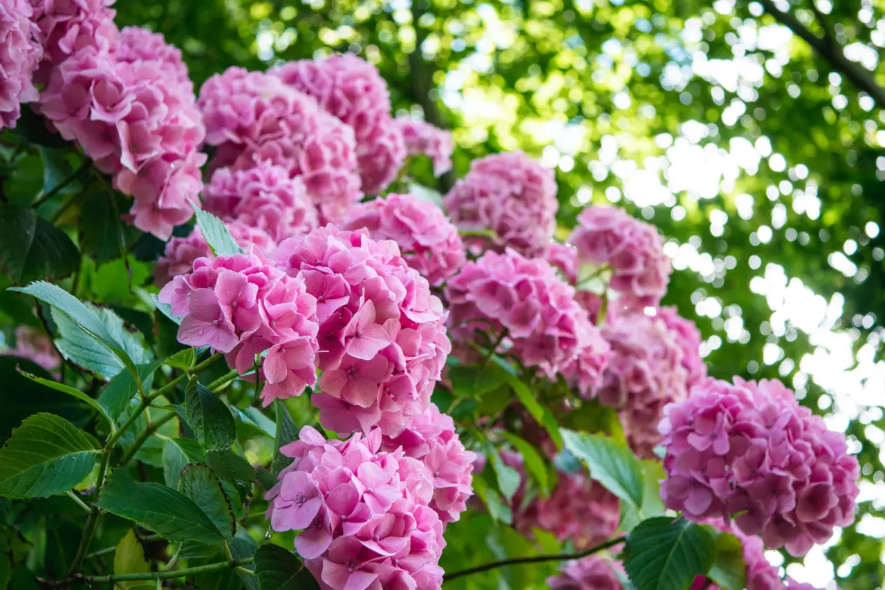 Consigli per ottenere ortensie rigogliose utilizzando avanzi naturali dalla cucina Consigli per ottenere ortensie rigogliose utilizzando avanzi naturali dalla cucina