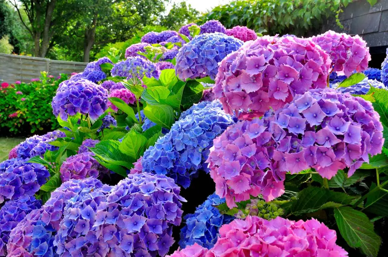 Consigli per ottenere ortensie rigogliose utilizzando avanzi naturali dalla cucina Consigli per ottenere ortensie rigogliose utilizzando avanzi naturali dalla cucina