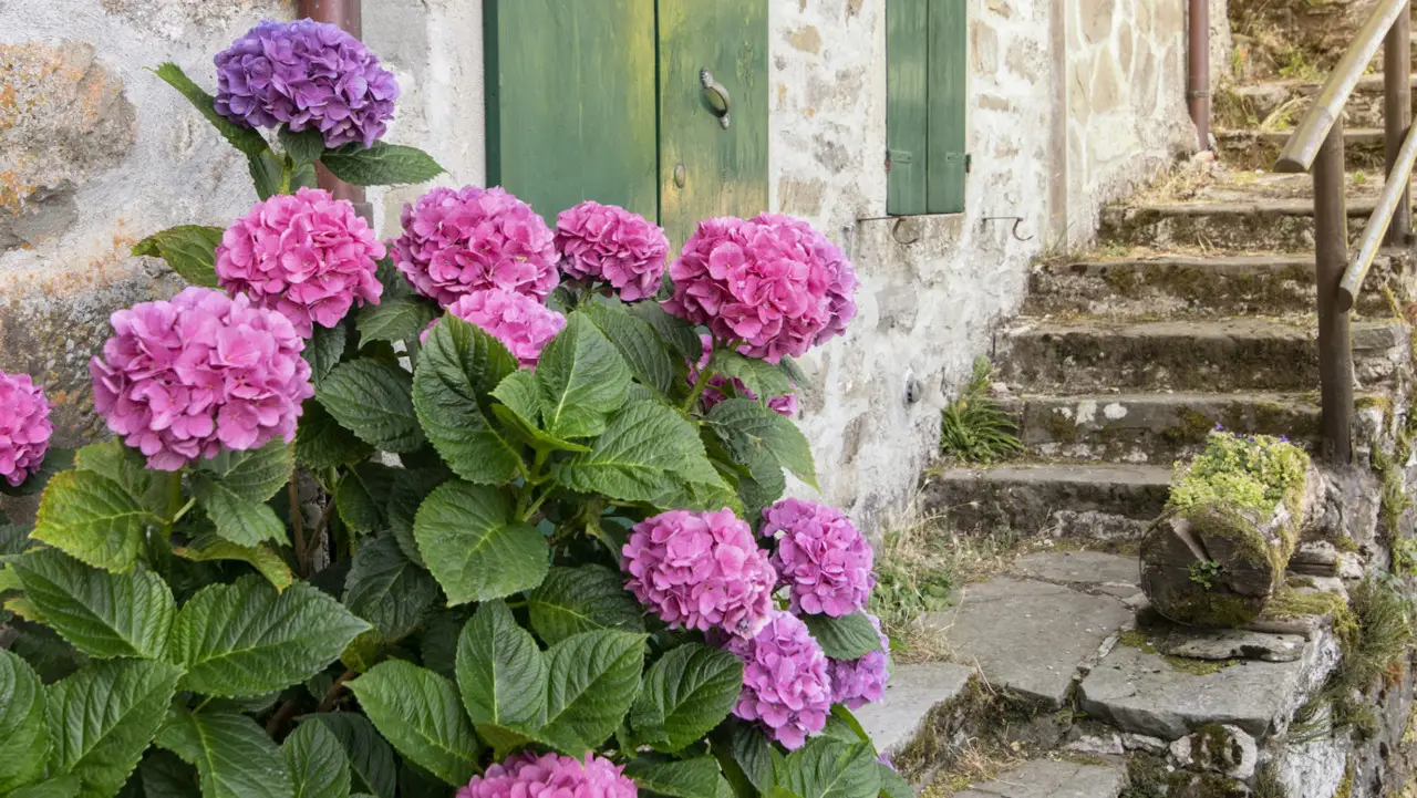Consigli per ottenere ortensie rigogliose utilizzando avanzi naturali dalla cucina Consigli per ottenere ortensie rigogliose utilizzando avanzi naturali dalla cucina