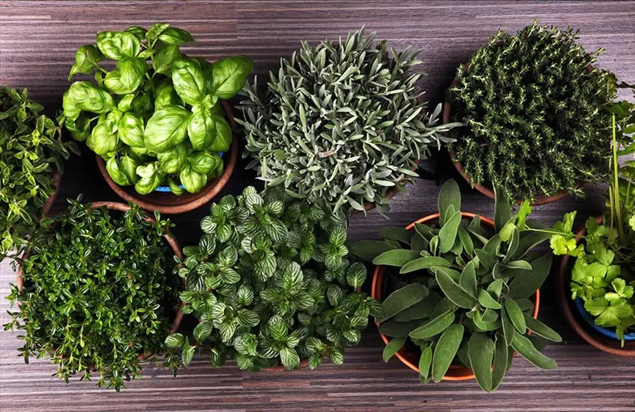 Erbe aromatiche che contribuiscono al controllo della glicemia: come usarle al meglio