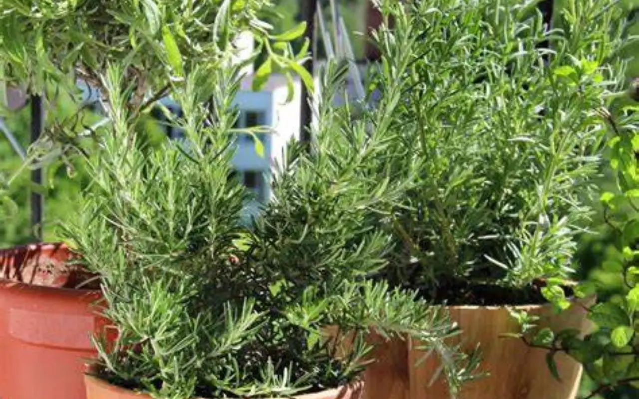 Erbe aromatiche che contribuiscono al controllo della glicemia: come usarle al meglio Erbe aromatiche che contribuiscono al controllo della glicemia: come usarle al meglio
