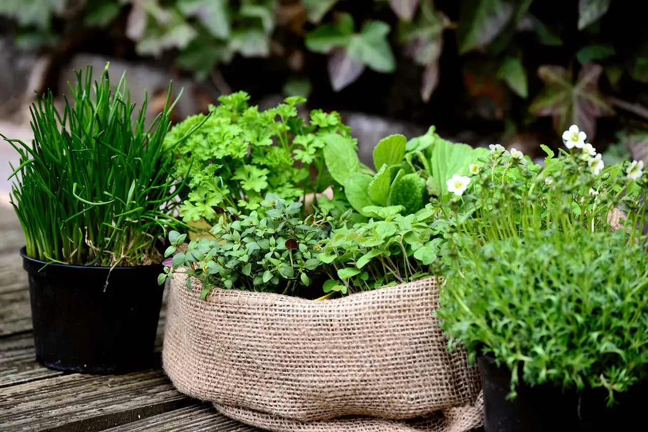 Erbe aromatiche che contribuiscono al controllo della glicemia: come usarle al meglio Erbe aromatiche che contribuiscono al controllo della glicemia: come usarle al meglio