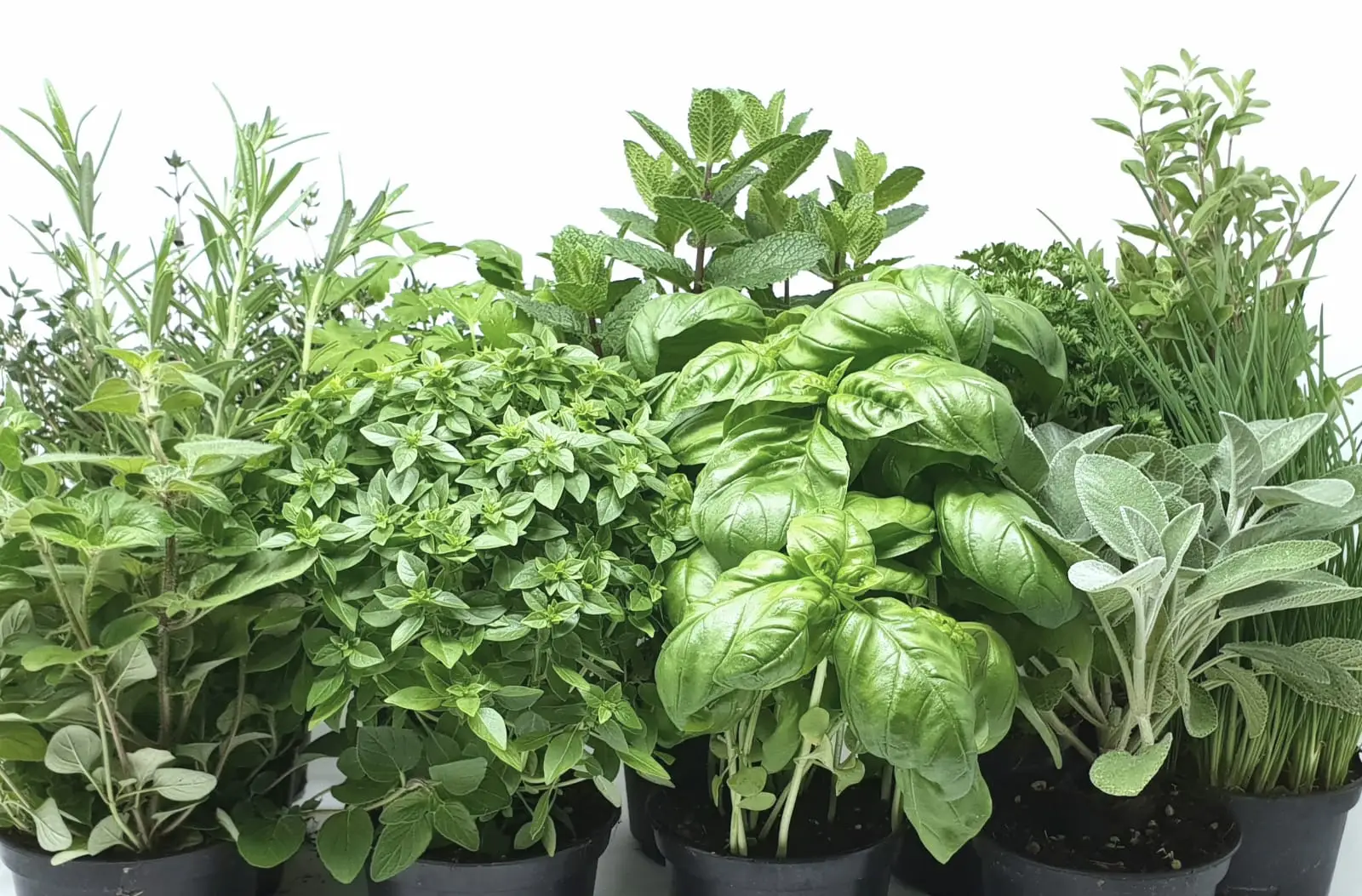 Erbe aromatiche che contribuiscono al controllo della glicemia: come usarle al meglio Erbe aromatiche che contribuiscono al controllo della glicemia: come usarle al meglio
