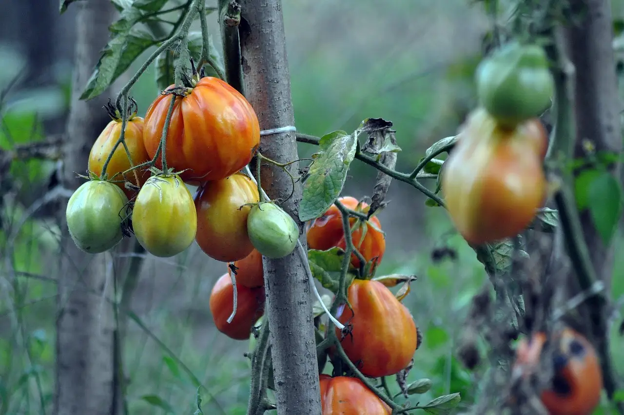 Come migliorare la crescita dei pomodori sfruttando i resti del caffè a casa tua Come migliorare la crescita dei pomodori sfruttando i resti del caffè a casa tua