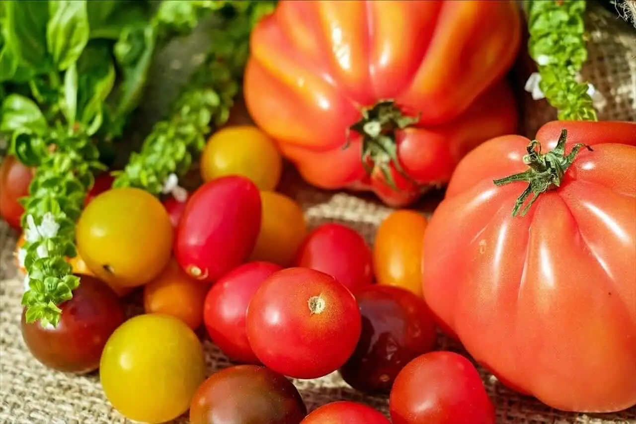 Come migliorare la crescita dei pomodori sfruttando i resti del caffè a casa tua Come migliorare la crescita dei pomodori sfruttando i resti del caffè a casa tua