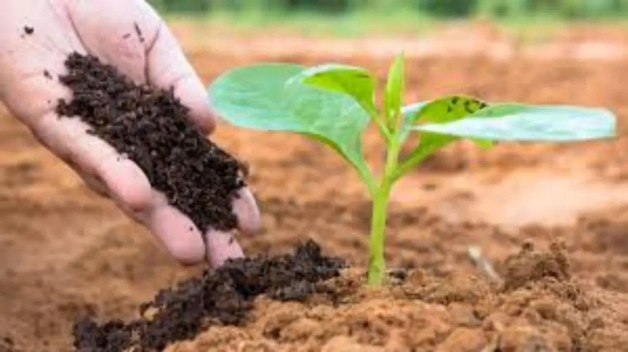 Fertilizzanti naturali facili con scarti di cucina: guida rapida alle migliori soluzioni Fertilizzanti naturali facili con scarti di cucina: guida rapida alle migliori soluzioni