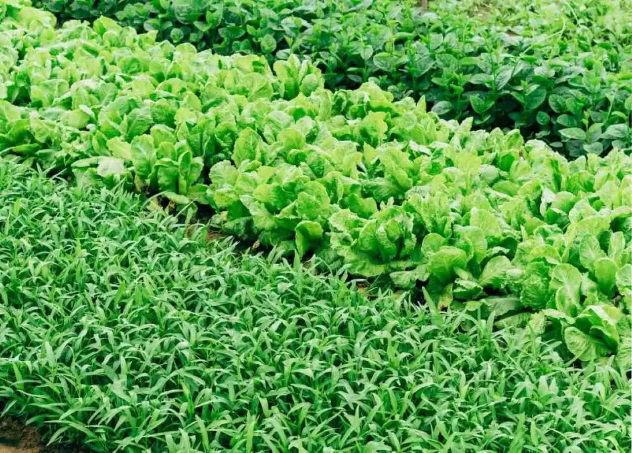 Vuoi un orto più produttivo senza pesticidi? Ecco il metodo naturale che funziona Vuoi un orto più produttivo senza pesticidi? Ecco il metodo naturale che funziona