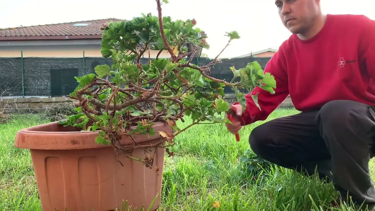 Vuoi ottenere piante più robuste? Scopri l’uso intelligente degli avanzi in cucina