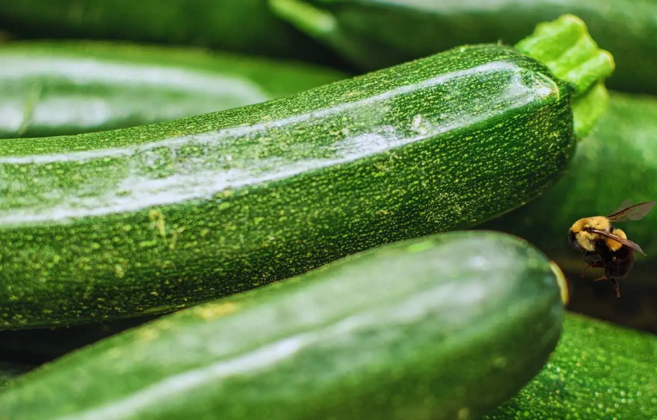Come evitare errori nell’irrigazione delle zucchine: i consigli degli esperti di orto