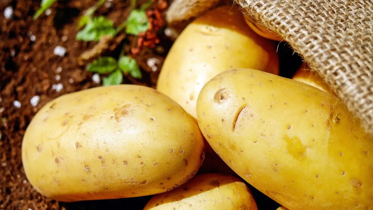 Buccia di patata nell’orto? Ecco perché sempre più agricoltori la usano Buccia di patata nell’orto? Ecco perché sempre più agricoltori la usano