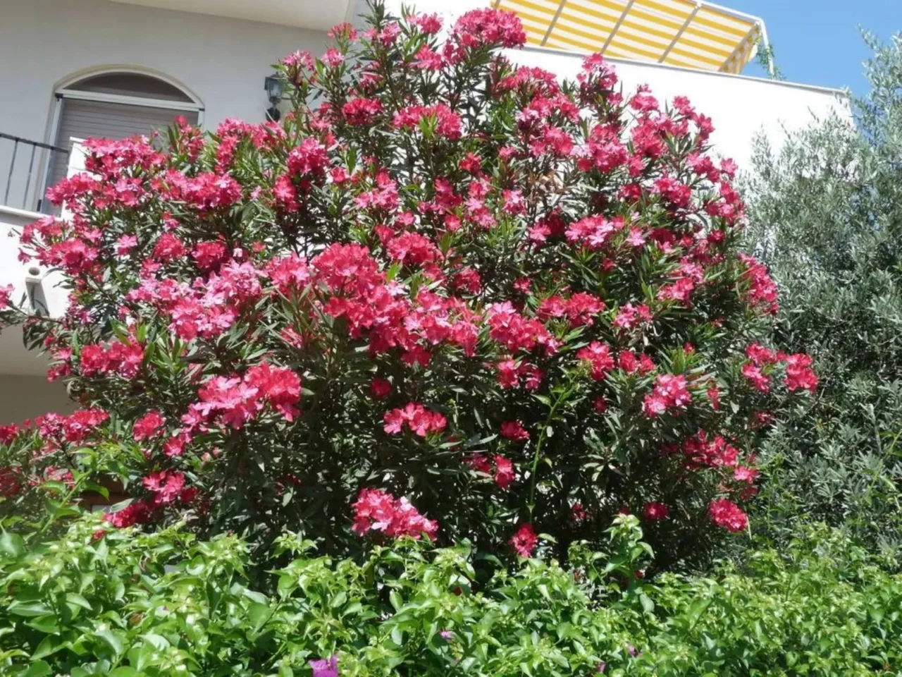 Le piante più profumate al mondo: curiosità e benefici degli aromi naturali