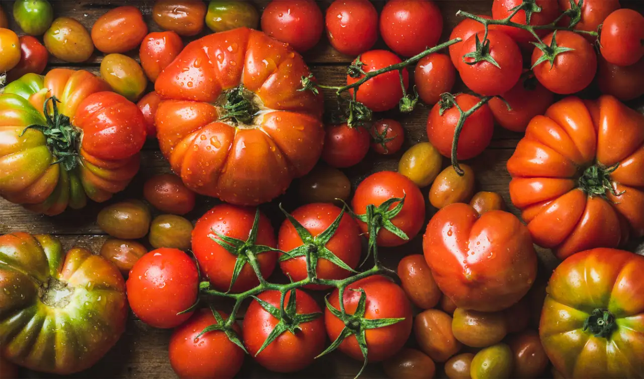 Cosa succede ai pomodori con troppa pioggia? Effetti del clima sulle coltivazioni e consigli utili Cosa succede ai pomodori con troppa pioggia? Effetti del clima sulle coltivazioni e consigli utili