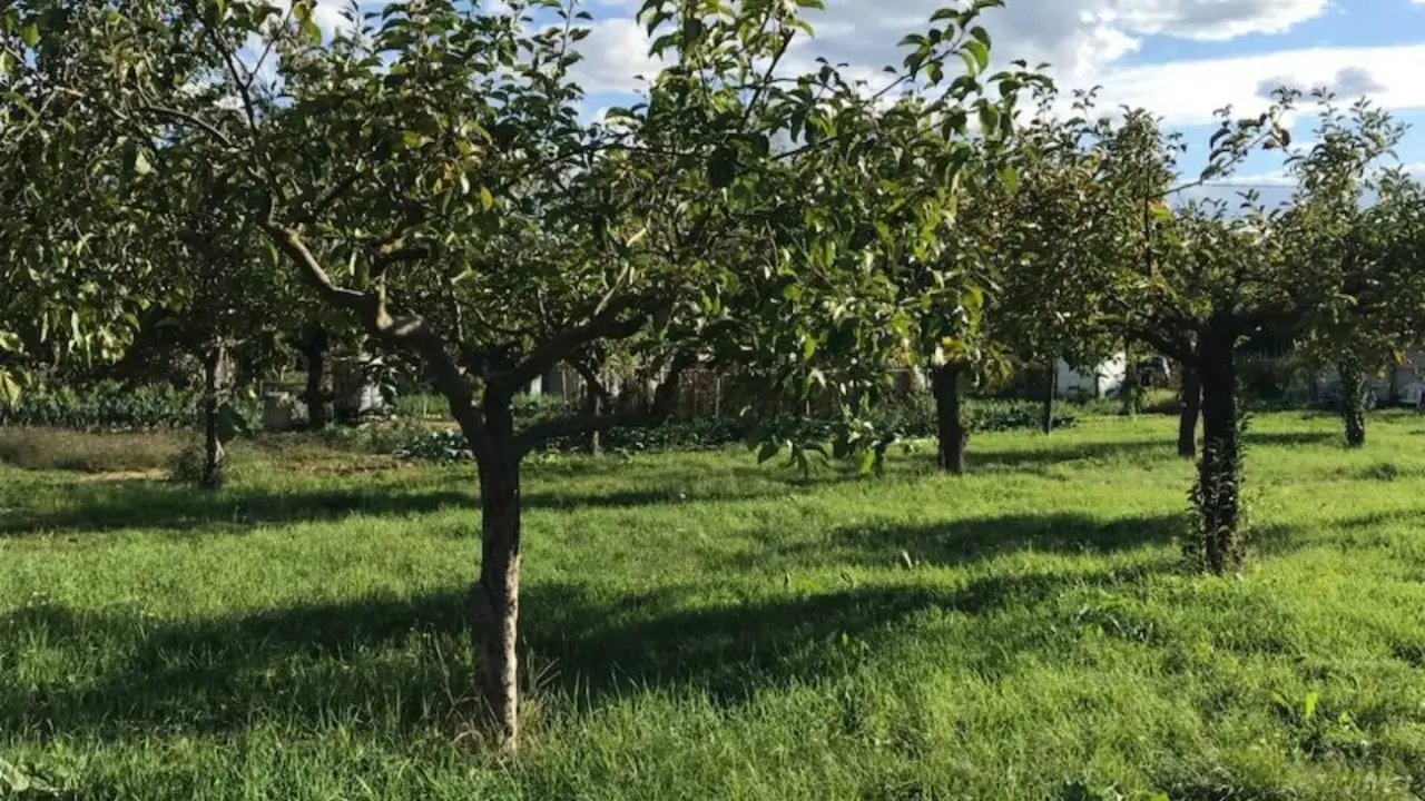 Prezzo della terra da giardino: quanto costa un metro cubo e cosa sapere prima dell’acquisto Prezzo della terra da giardino: quanto costa un metro cubo e cosa sapere prima dell’acquisto