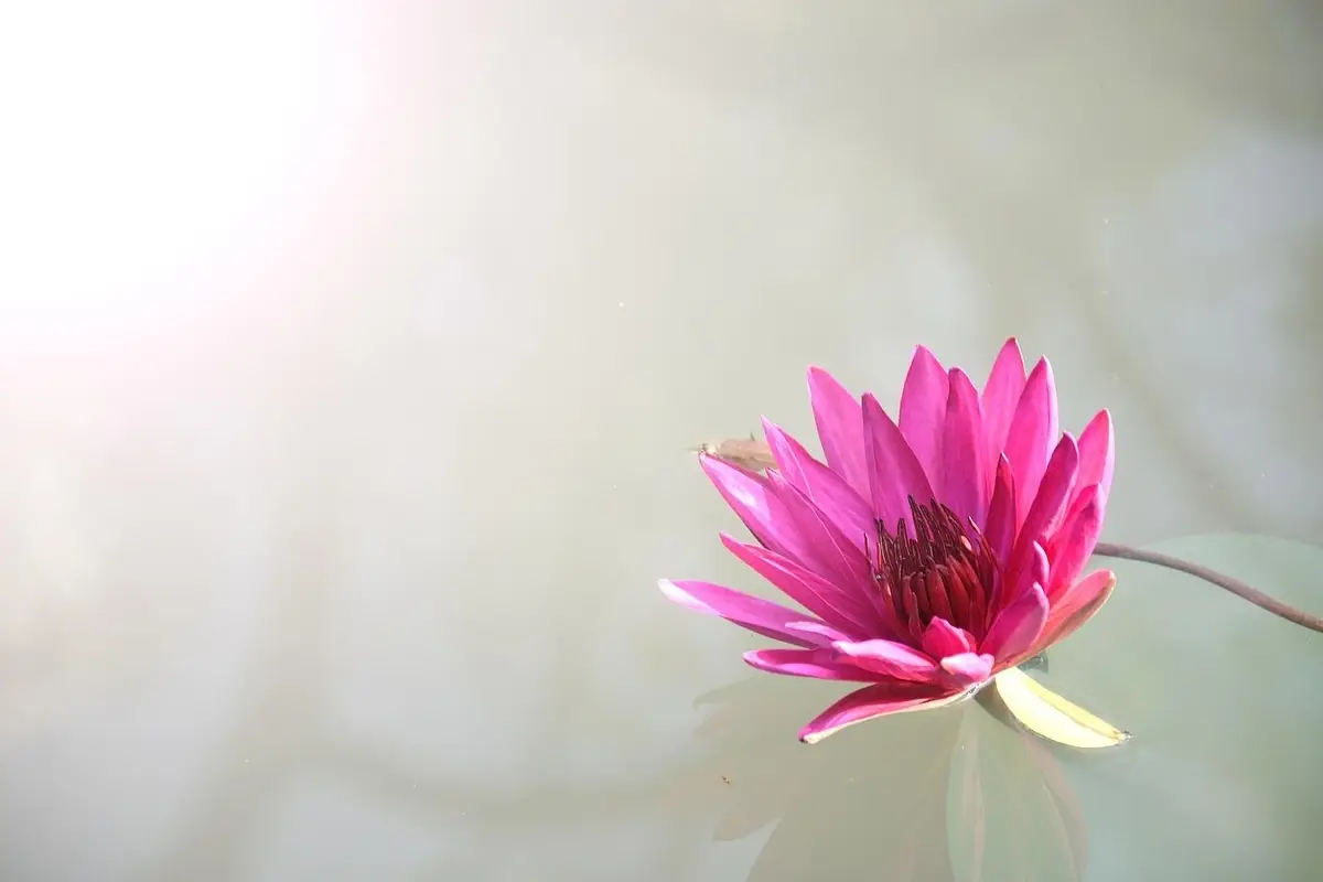 Le parti del fiore: scopri come sono fatte e perché sono importanti per la vita sulla Terra