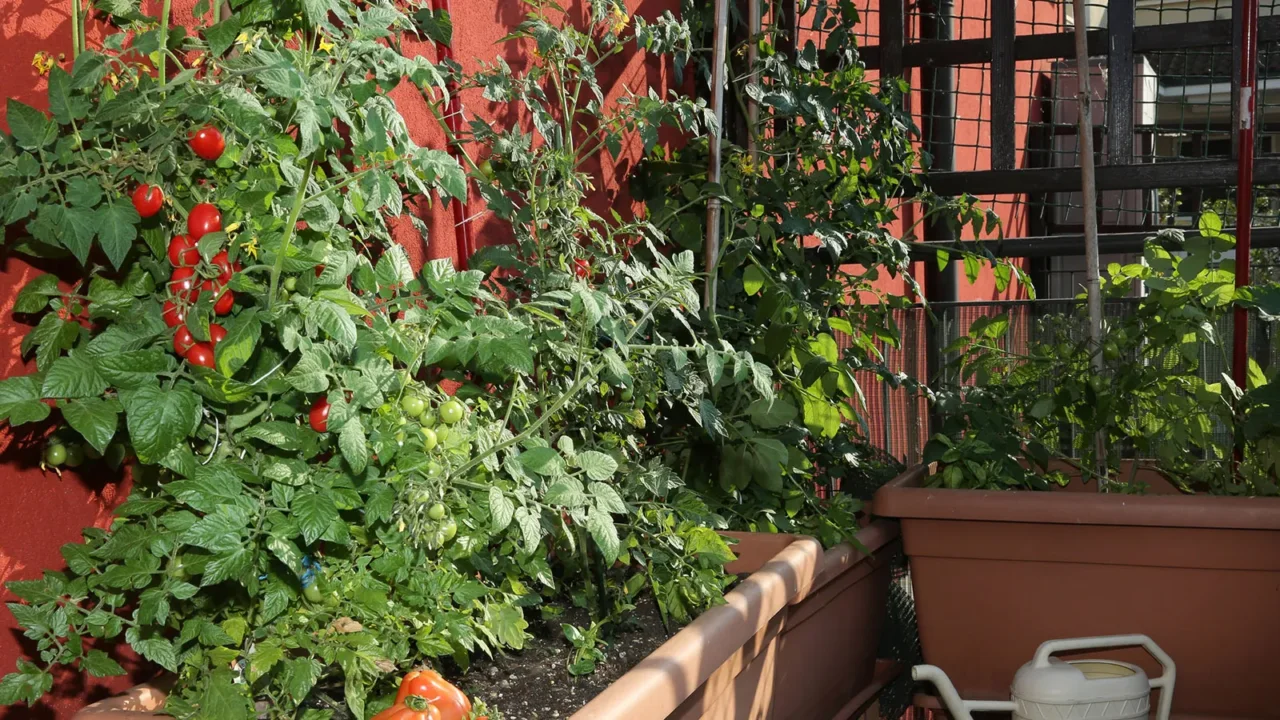 Orto domestico: quanto si può davvero risparmiare coltivando in casa e quali sono i benefici sorprendenti