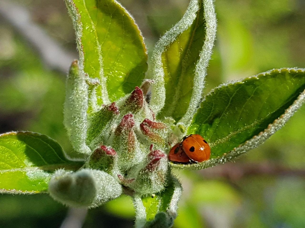 Insetti dannosi per le piante: quali sono, come riconoscerli e proteggerci in giardino e in casa