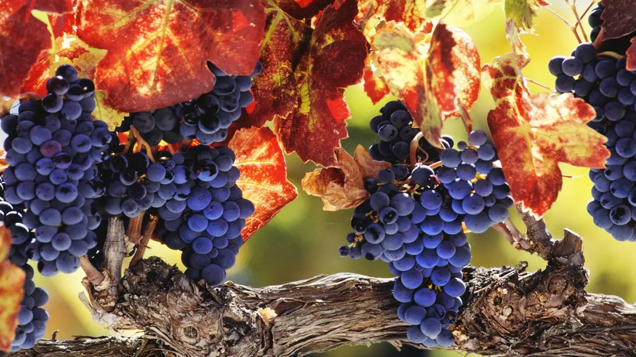 Tannini: a cosa servono, benefici e curiosità su questi potenti alleati della salute