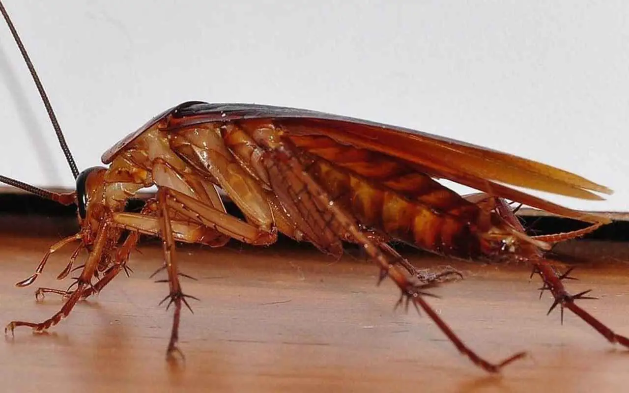 Scarafaggi in casa: perché escono di notte e quali rimedi naturali funzionano davvero?