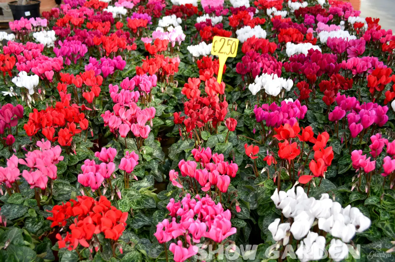 Questa pianta perenne fiorisce tutta l’estate e resiste anche al sole più forte