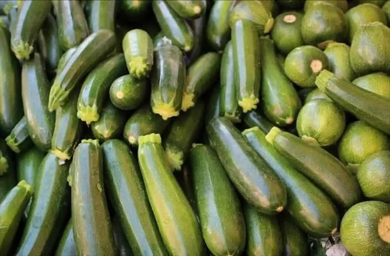 Errori comuni nell’irrigazione delle zucchine: ecco cosa sbagliano in tanti