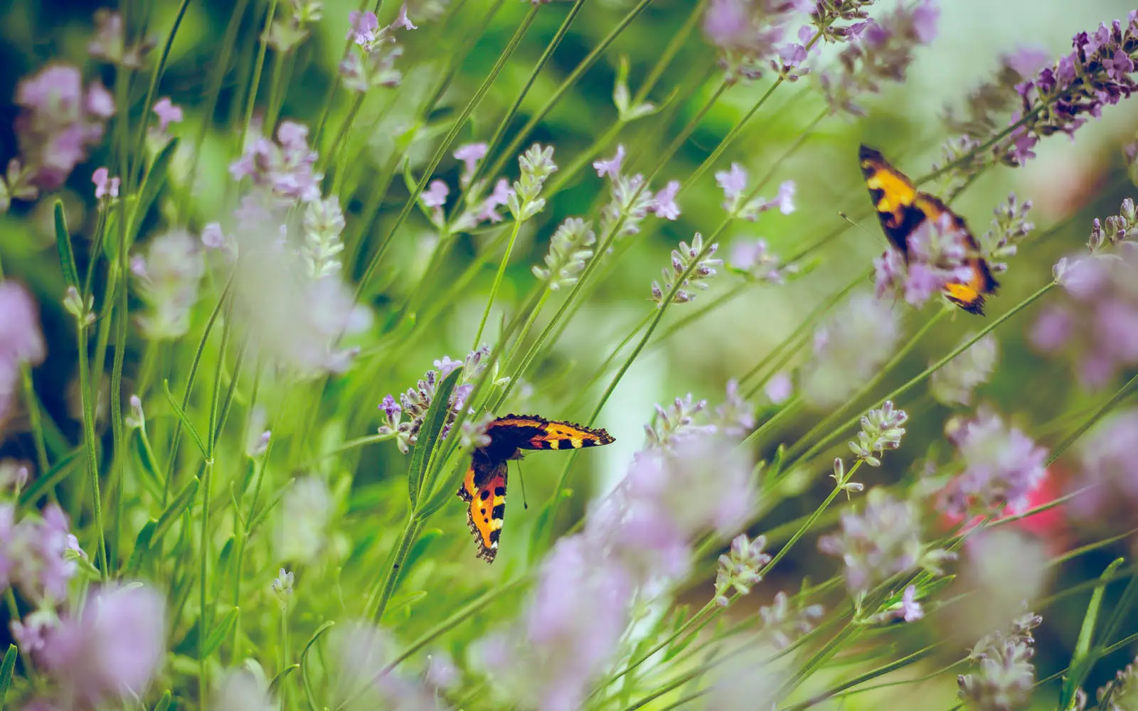 Dove e perché le farfalle depongono le uova: il sorprendente ciclo della vita di questi insetti