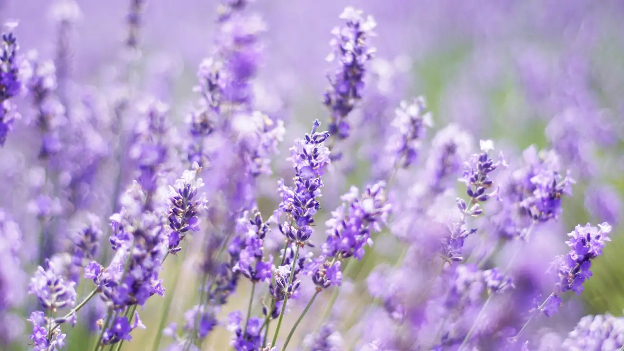 Lavanda in casa e in giardino: davvero aiuta a tenere lontani gli insetti? Scopri miti e verità