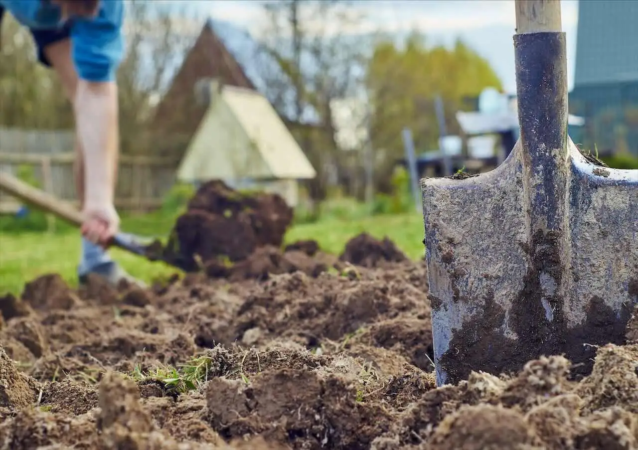 Asciugare rapidamente il terreno umido del tuo giardino? Ecco cosa fanno i giardinieri esperti