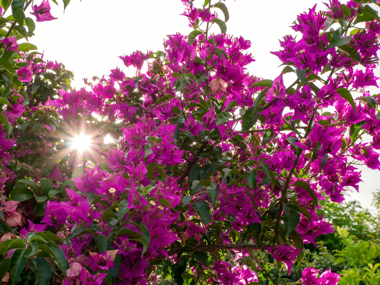 Come coltivare la bouganville: ecco la guida dell'esperto
