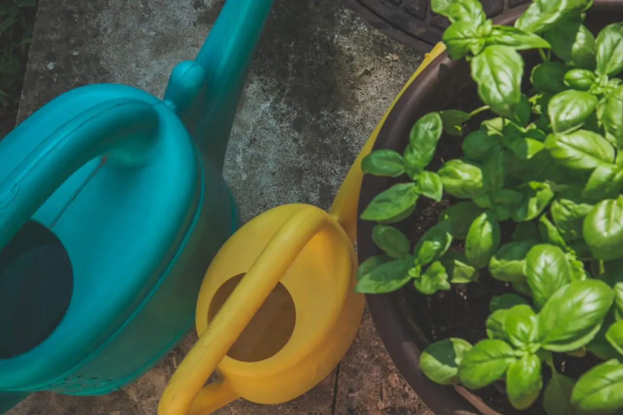 Scopri perché l’acqua di cottura della pasta può aiutare le tue piante in vaso Scopri perché l’acqua di cottura della pasta può aiutare le tue piante in vaso