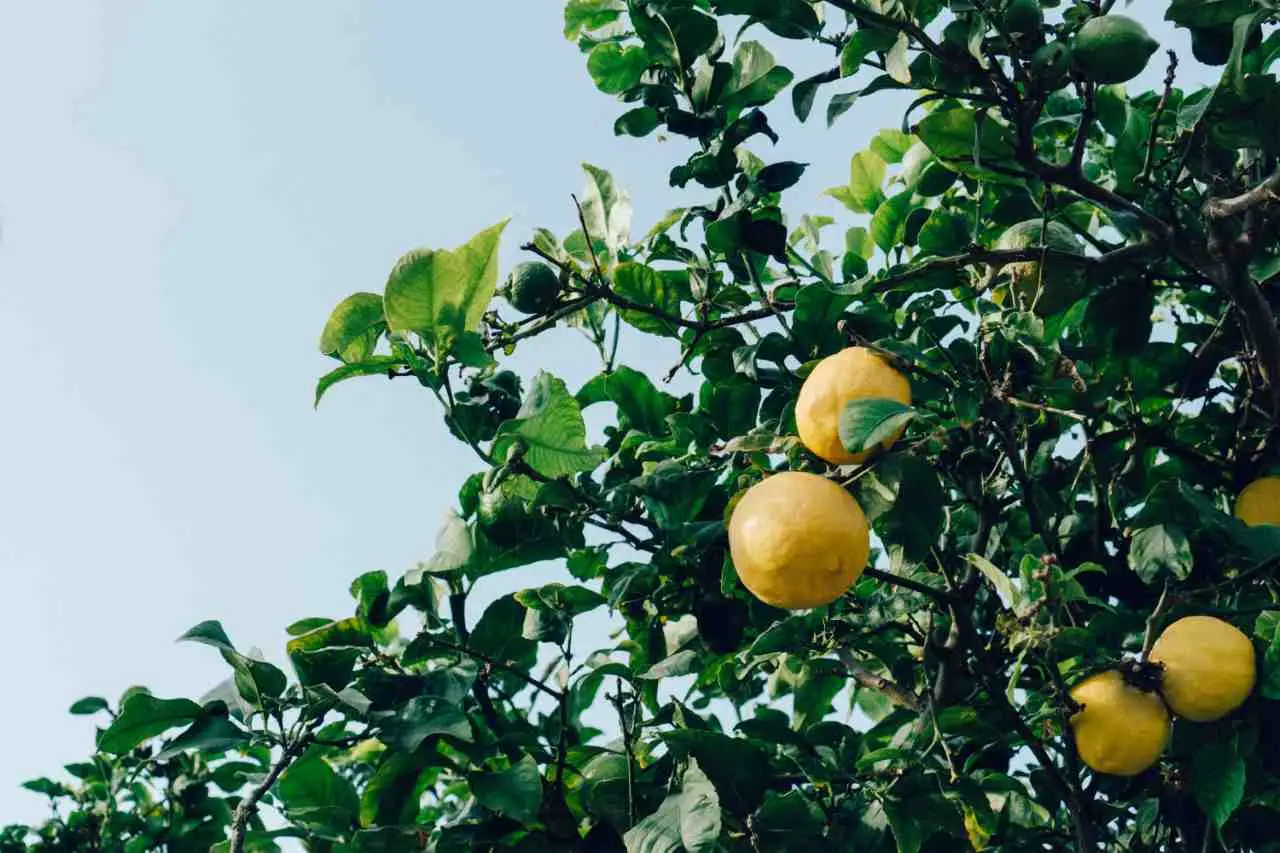 Sai davvero quando è il momento giusto per raccogliere i limoni? Ecco come capirlo Sai davvero quando è il momento giusto per raccogliere i limoni? Ecco come capirlo