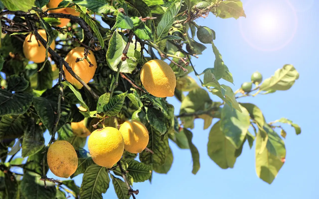 Sai davvero quando è il momento giusto per raccogliere i limoni? Ecco come capirlo Sai davvero quando è il momento giusto per raccogliere i limoni? Ecco come capirlo