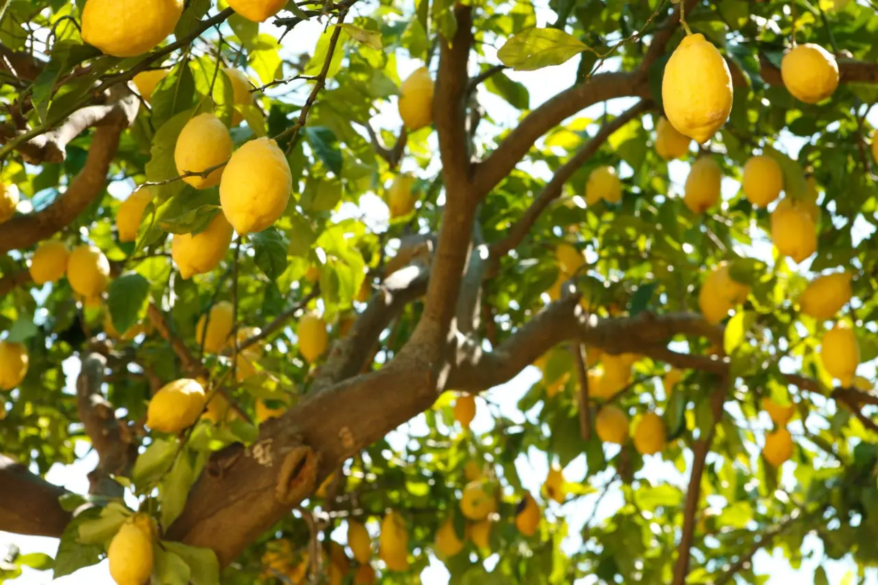 Sai davvero quando è il momento giusto per raccogliere i limoni? Ecco come capirlo Sai davvero quando è il momento giusto per raccogliere i limoni? Ecco come capirlo
