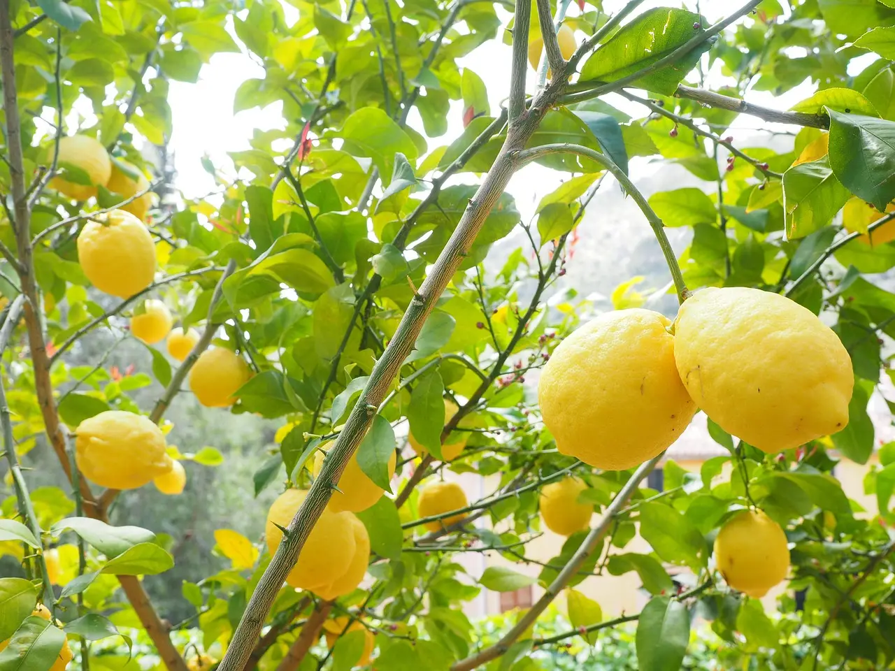 Sai davvero quando è il momento giusto per raccogliere i limoni? Ecco come capirlo Sai davvero quando è il momento giusto per raccogliere i limoni? Ecco come capirlo