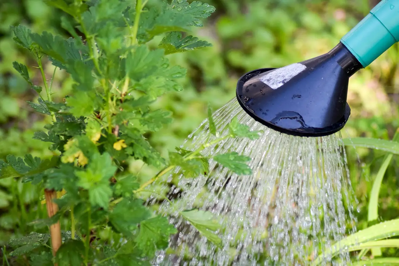 Hai mai provato a irrigare le piante con il tè verde? Scopri i benefici nascosti Hai mai provato a irrigare le piante con il tè verde? Scopri i benefici nascosti