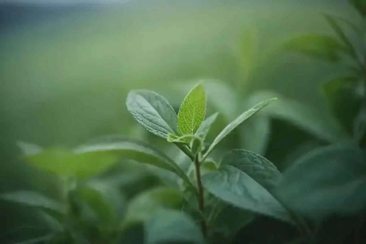 Hai mai provato a irrigare le piante con il tè verde? Scopri i benefici nascosti Hai mai provato a irrigare le piante con il tè verde? Scopri i benefici nascosti