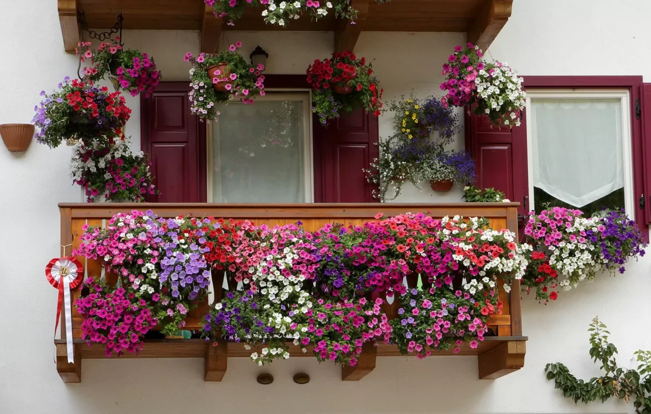 I fiori perenni da balcone che resistono anche alle alte temperature estive I fiori perenni da balcone che resistono anche alle alte temperature estive