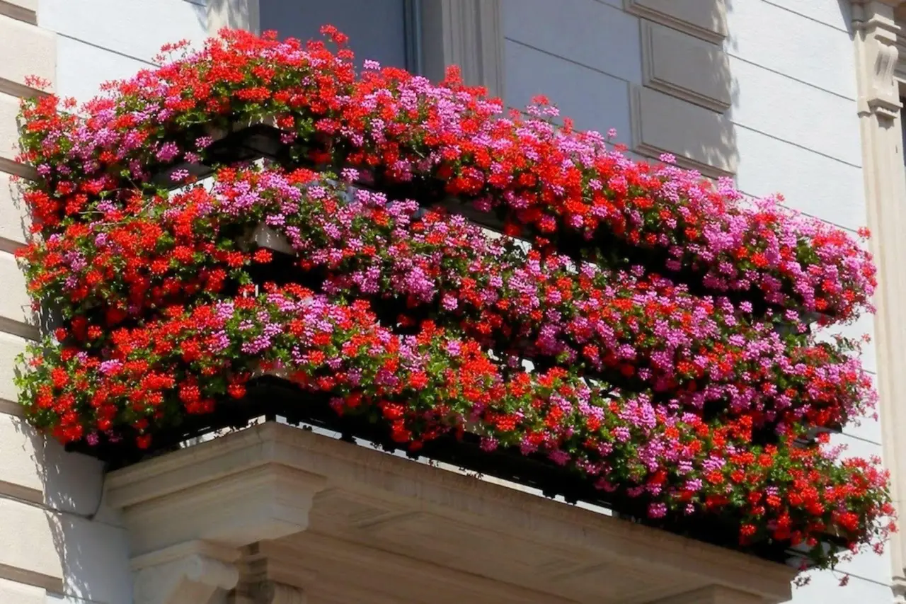 I fiori perenni da balcone che resistono anche alle alte temperature estive I fiori perenni da balcone che resistono anche alle alte temperature estive